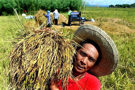  Planting Rice: A Story of Family and Farming – The Echoes of Tradition and Innovation in Philippine Agriculture